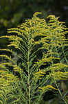 Canada goldenrod